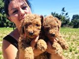 Ufacık Toy Poodle Yavrularım