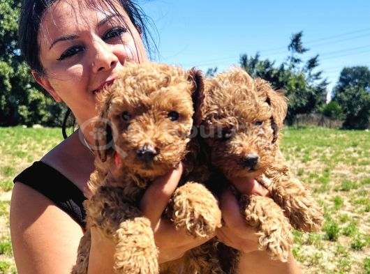 Ufacık Toy Poodle Yavrularım görsel