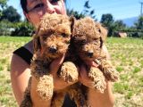 Ufacık Toy Poodle Yavrularım