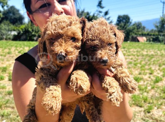 Ufacık Toy Poodle Yavrularım görsel