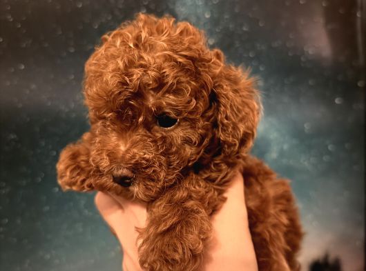 Toy Poodle İstanbul görsel