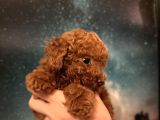 Toy Poodle İstanbul