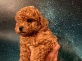 Toy Poodle İstanbul
