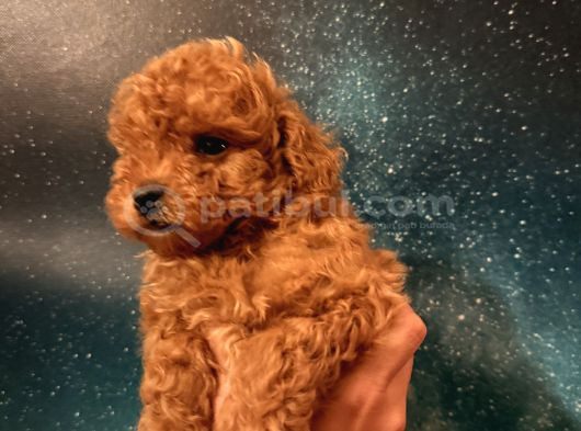 Toy Poodle İstanbul görsel