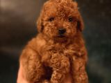 Toy Poodle İstanbul