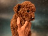 Toy Poodle İstanbul