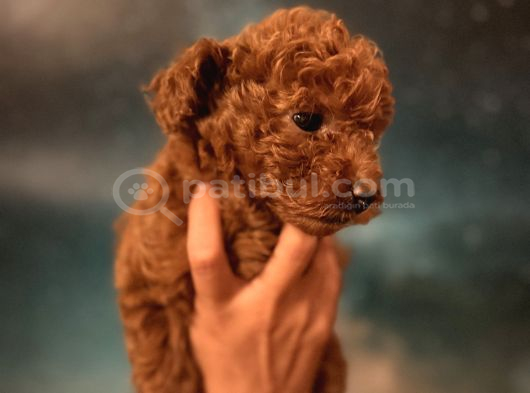 Toy Poodle İstanbul görsel