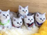 A Kalite Silver British Shorthair Bebeklerim