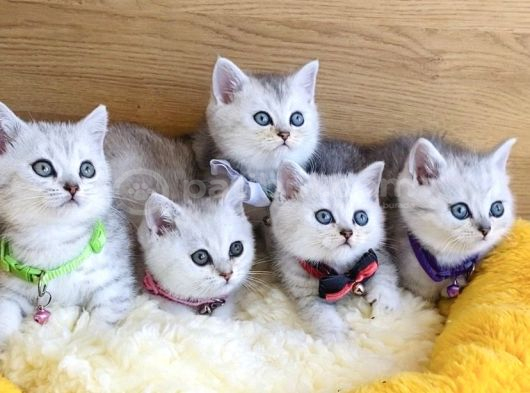 A Kalite Silver British Shorthair Bebeklerim görsel