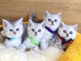 A Kalite Silver British Shorthair Bebeklerim