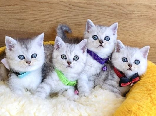 A Kalite Silver British Shorthair Bebeklerim görsel