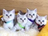 A Kalite Silver British Shorthair Bebeklerim