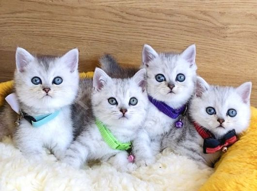 A Kalite Silver British Shorthair Bebeklerim görsel