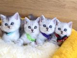 A Kalite Silver British Shorthair Bebeklerim