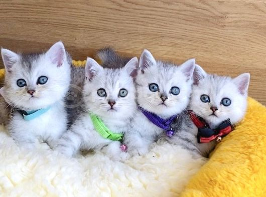 A Kalite Silver British Shorthair Bebeklerim görsel