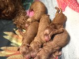 Minicikler Toy Poodle İzmir Balçova
