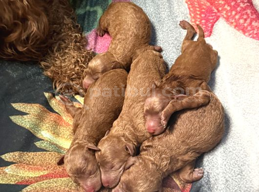 Minicikler Toy Poodle İzmir Balçova görsel