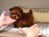 Toy Poodle En Kucuk Boy Yavrularımız