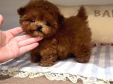 Toy Poodle En Kucuk Boy Yavrularımız