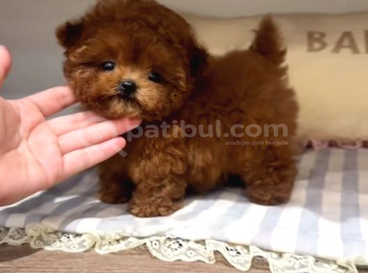 Toy Poodle En Kucuk Boy Yavrularımız görsel