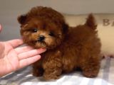 Toy Poodle En Kucuk Boy Yavrularımız