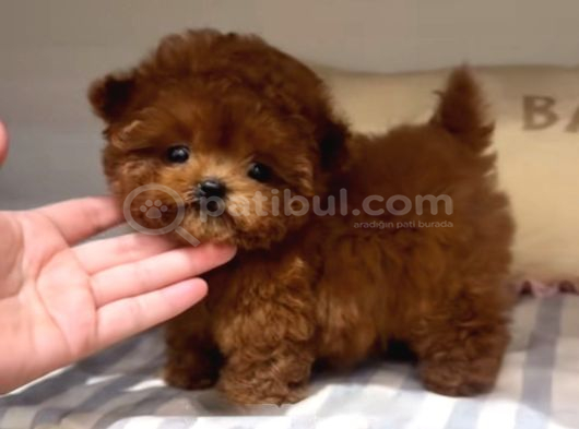 Toy poodle En kucuk Boy Yavrularımız