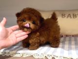 Toy Poodle En Kucuk Boy Yavrularımız