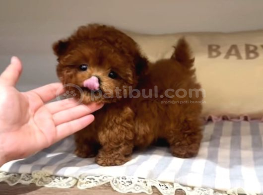 Toy Poodle En Kucuk Boy Yavrularımız görsel