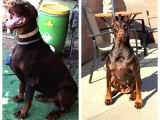 Avrupa Efsane Kalitede Doberman Yavruları