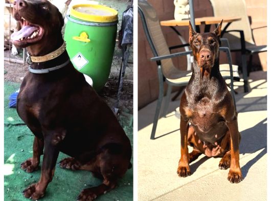Avrupa Efsane Kalitede Doberman Yavruları görsel