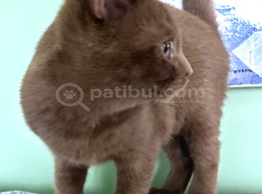 Cinnamon Dişi 4 Aylık görsel