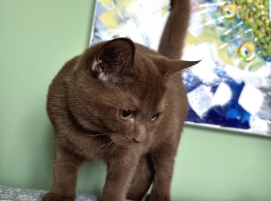 Cinnamon Dişi 4 Aylık görsel