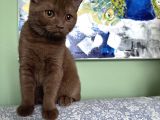 Cinnamon Dişi 4 Aylık