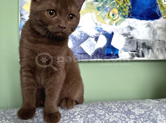 Cinnamon Dişi 4 Aylık görsel