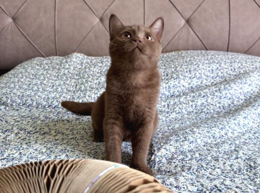 Cinnamon Dişi 4 Aylık görsel