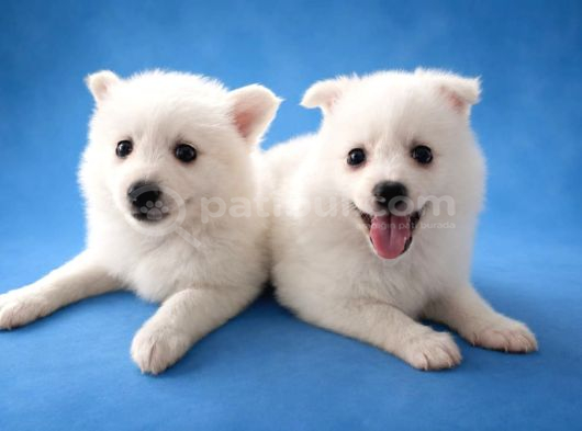 Beyaz Kar Topu Pomerian Spitz