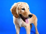 Safkan Golden Retriever
