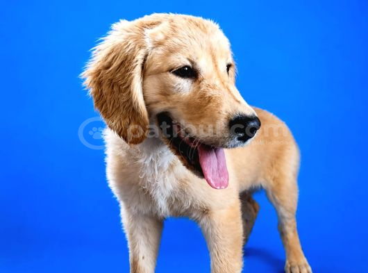 Safkan Golden Retriever görsel