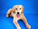 Safkan Golden Retriever