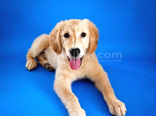 Safkan Golden Retriever görsel