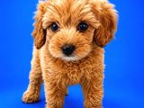 Irk Ve Sağlik Garanti̇ Orji̇nal Malti̇poo