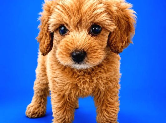 Irk Ve Sağlik Garanti̇ Orji̇nal Malti̇poo görsel