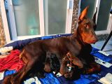 Avrupa Efsane Kalitede Doberman Yavruları
