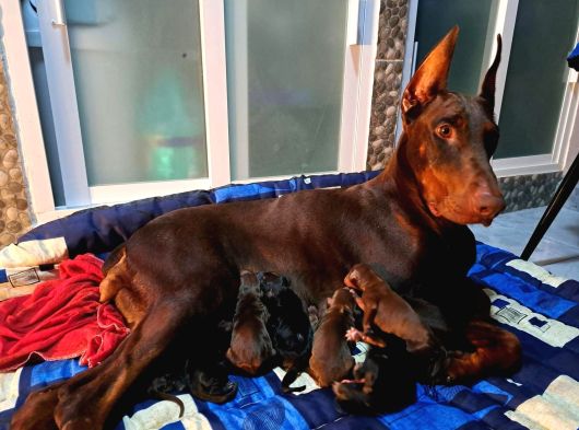 Avrupa Efsane Kalitede Doberman Yavruları görsel