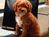 Kahve Tonlu Malti̇poo Ci̇nsi̇ Yavrular