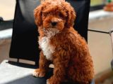 Kahve Tonlu Malti̇poo Ci̇nsi̇ Yavrular