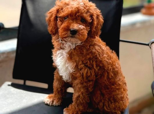 Kahve Tonlu Malti̇poo Ci̇nsi̇ Yavrular görsel