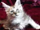 Tüm dünyaya referanslı güncel şsampiyon