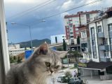British Gri Renk Sevimli Kedi