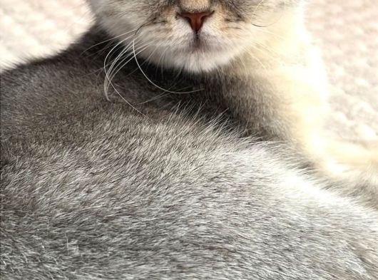 British Gri Renk Sevimli Kedi görsel